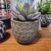 Suculenta Vaso 10cm 